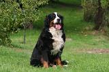 BOUVIER BERNOIS 561